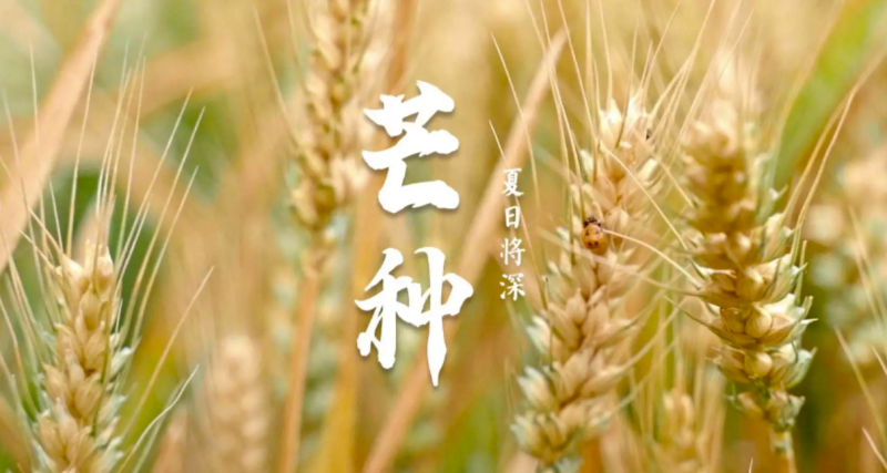 芒種時節(jié)：播種希望，收獲美好